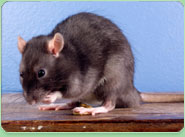 rat control Wellington Somerset